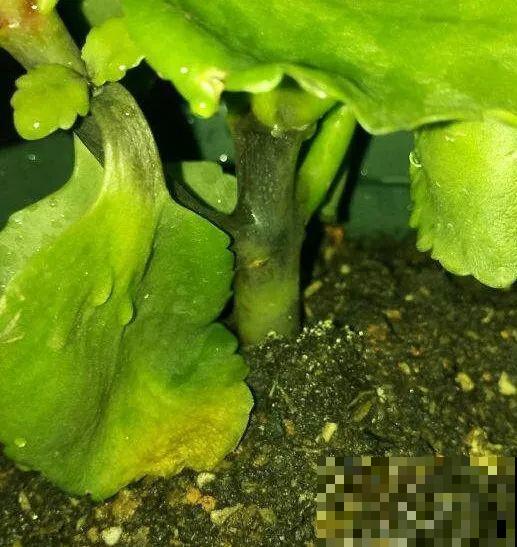 在养花人眼里，塑料瓶可是好宝贝，摇身一变成绿萝柱！