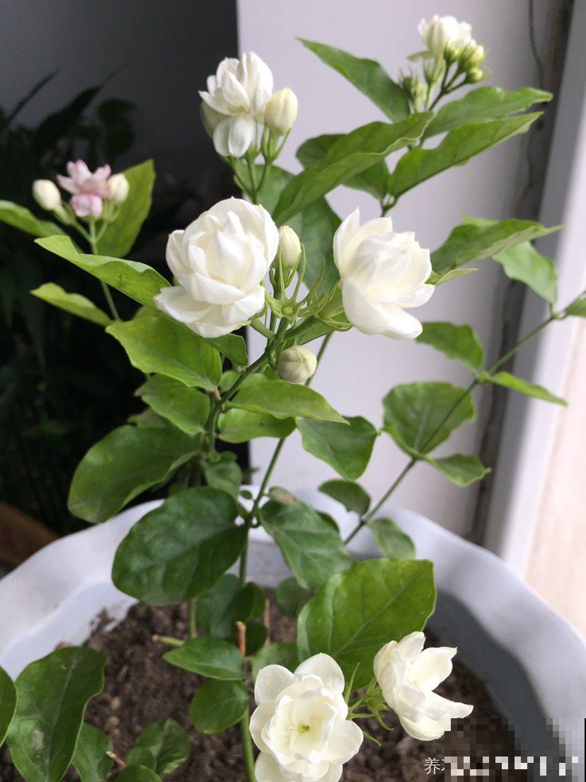 坏掉的鸡蛋可是养花宝，把黄掺土里，茉莉开花又香又白！