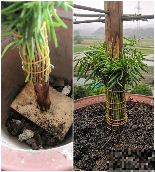 热不死的花，绑在木棍上养10天，开成一座大花塔！