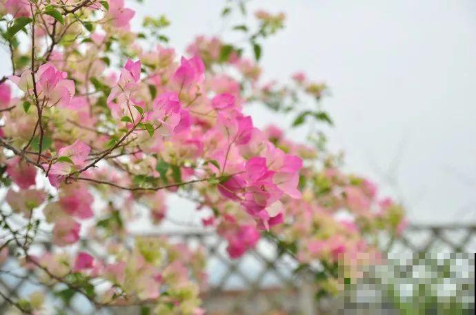 夏天就得养这花，皮实耐热花期长，越晒开花越多！