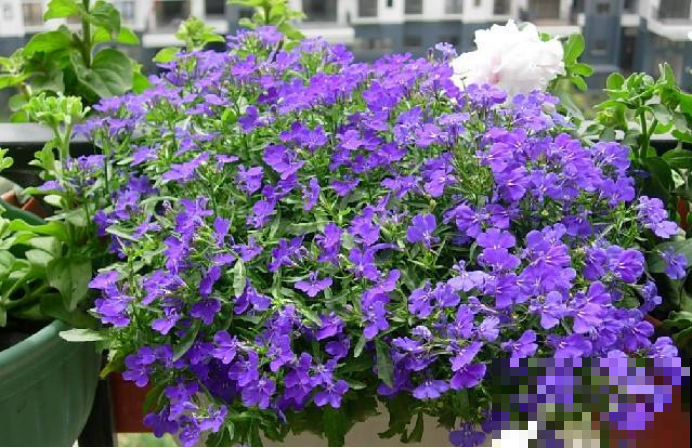 5种适合养在阳台上的花，清香驱蚊，摘片叶子还能泡水喝！