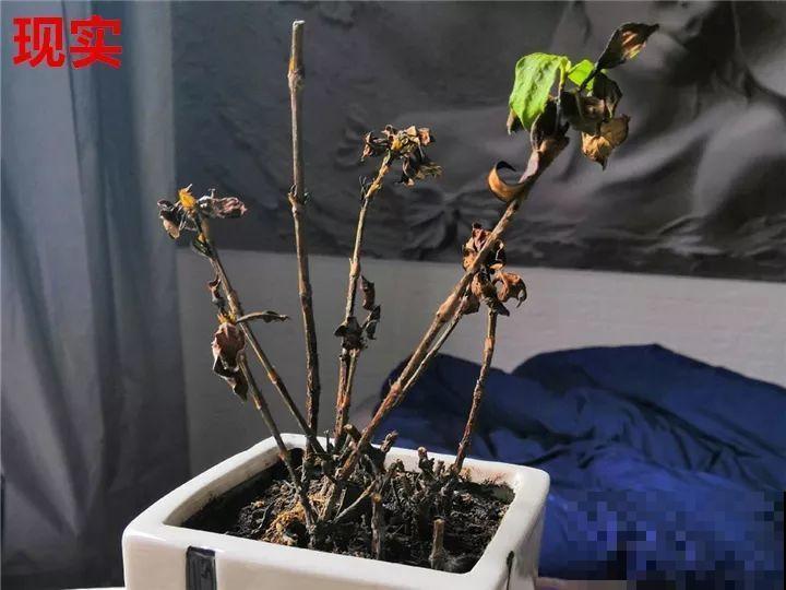 最难养的6种花，买一盆死一盆，想想都生气！