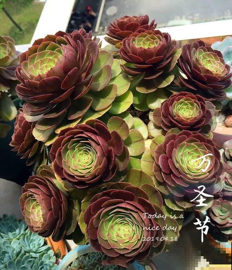 别人家的多肉，枝干粗壮像一棵小树，养10年没问题！