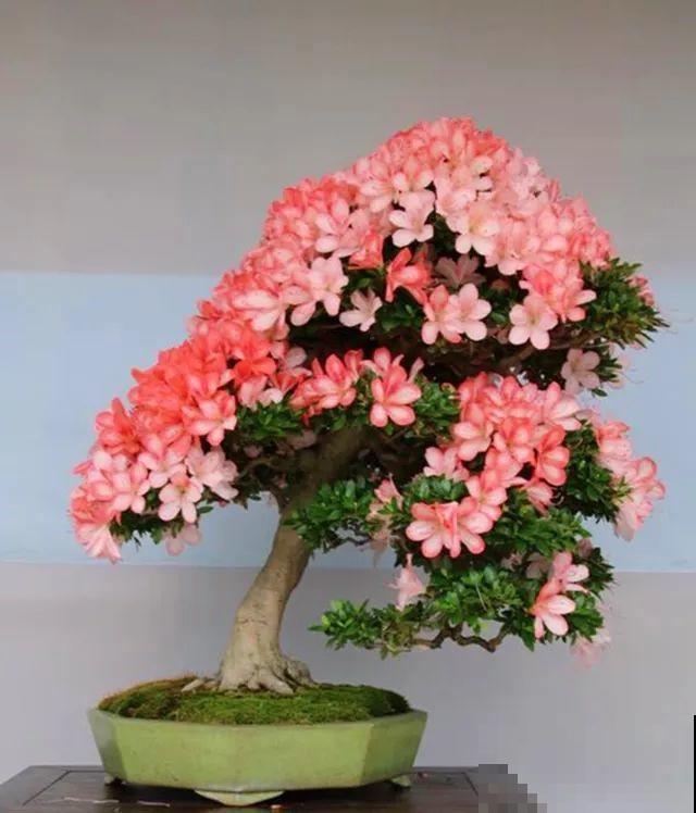 这种月季只有巴掌大小，不生虫病，最适合懒人养！
