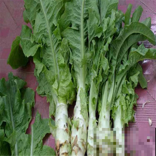 要想瘦试试种种花，阳台种点它，清肠又排毒！
