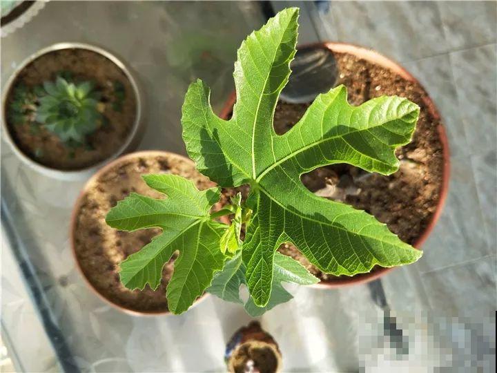 百香果、无花果，自己在家就能种，1根枝结3斤果！