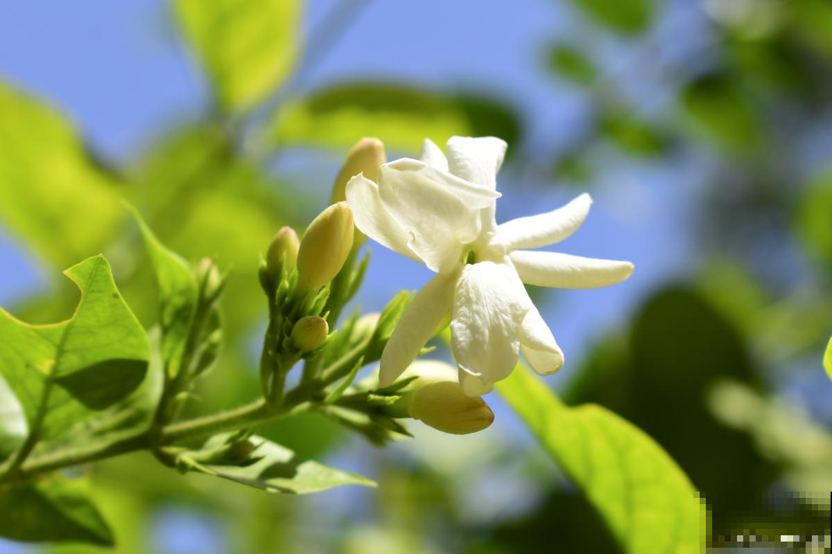 茉莉花长红蜘蛛怎么办