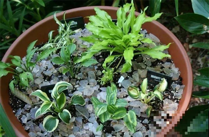 耐阴花就选它，叶子10个色，没光也能长爆盆！