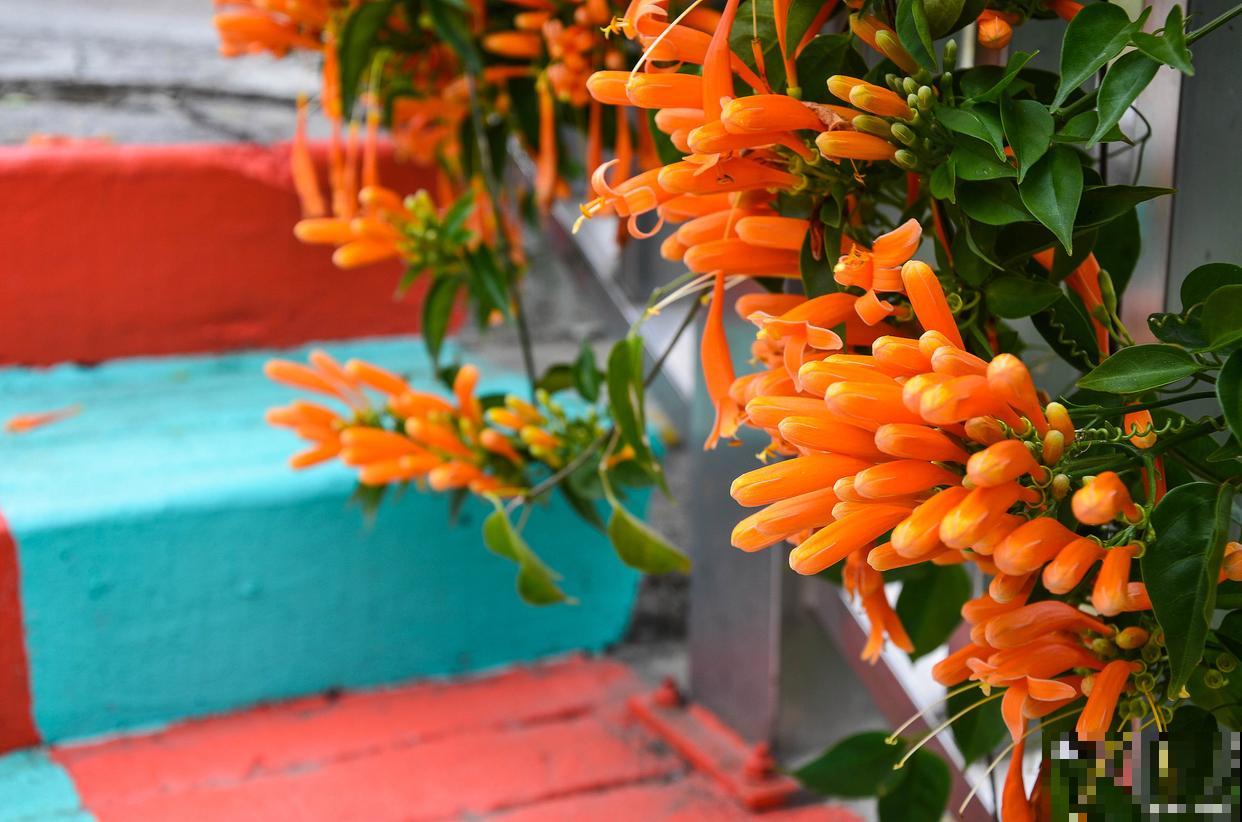 炮仗花为什么不开花