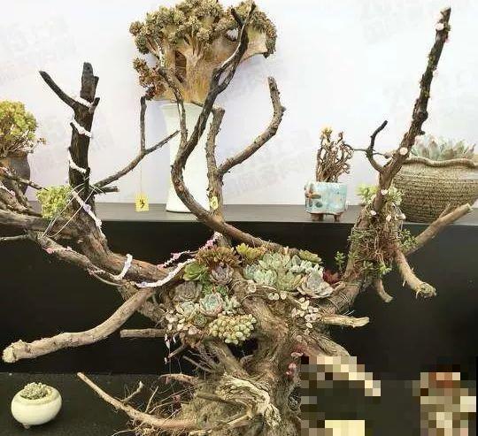 老外用蛋糕种多肉，精致逼真，看完直流口水！