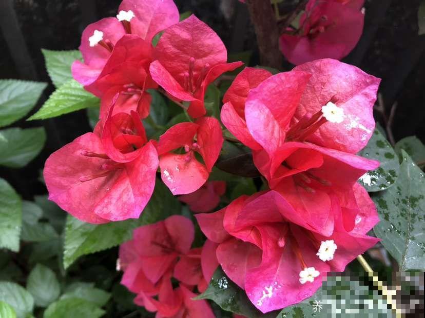 夏天养这15种花，越晒越爆盆，阳台瞬间热闹起来！