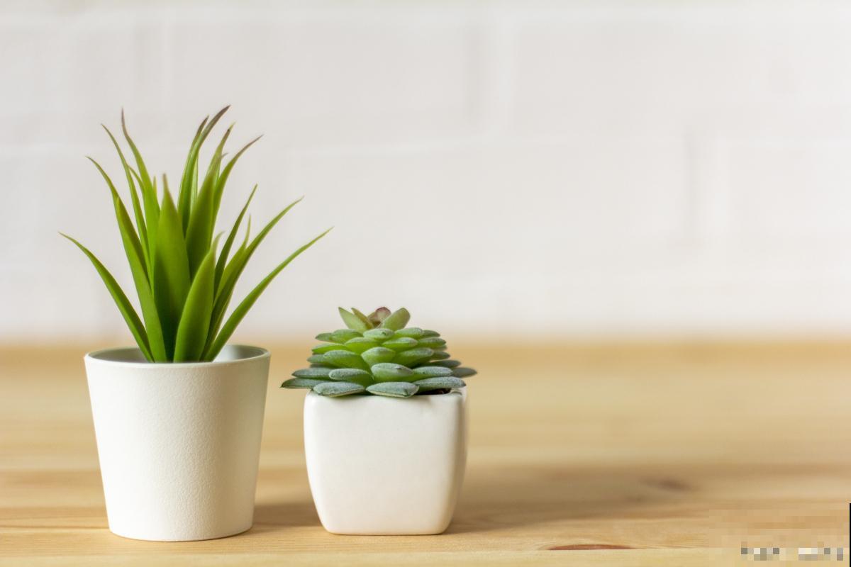 小盆栽植物怎么养