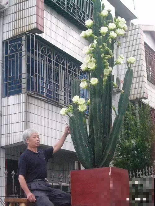 仙人掌养好了，蹭蹭长成高个儿，开花也不是梦！