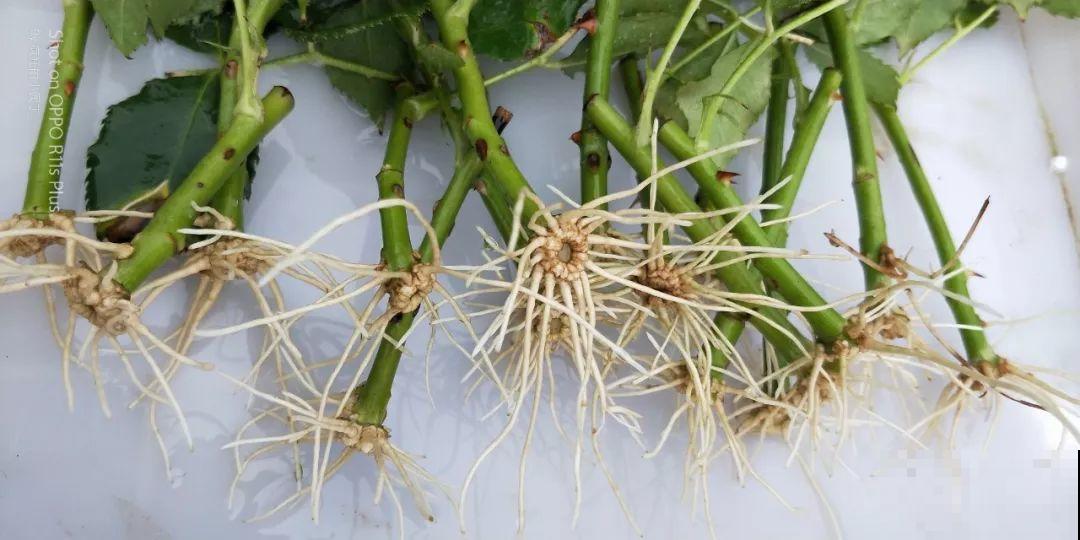 这花掐个枝丢水里，3天就生根，10天爆出一大盆！