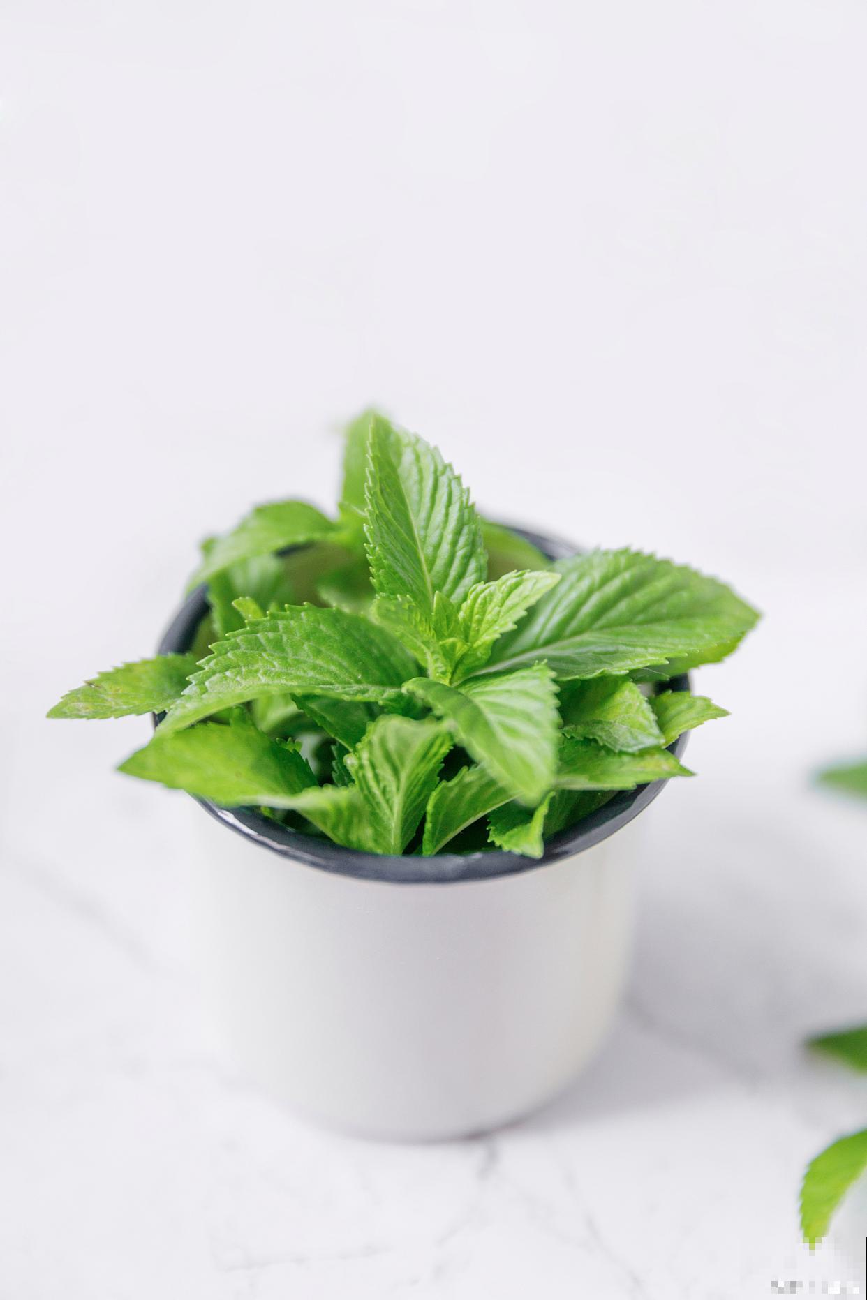 薄荷可以水培吗？操作步骤是什么