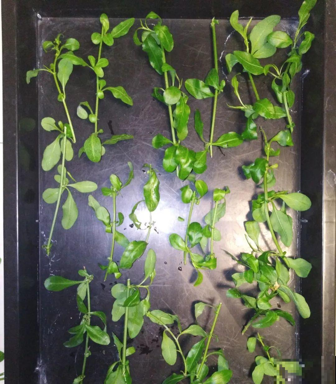 8种夏天扦插花，现在掐枝，下个月有花赏！