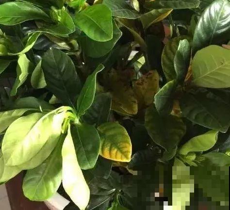浇水的时候加点它，栀子不黄叶，开的花比拳头大！