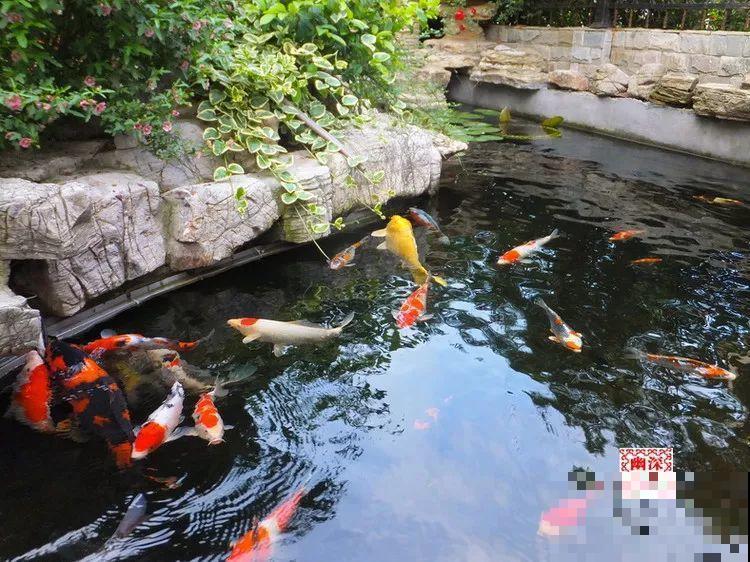 院子没有，那就用它来造水景，简单又大方！