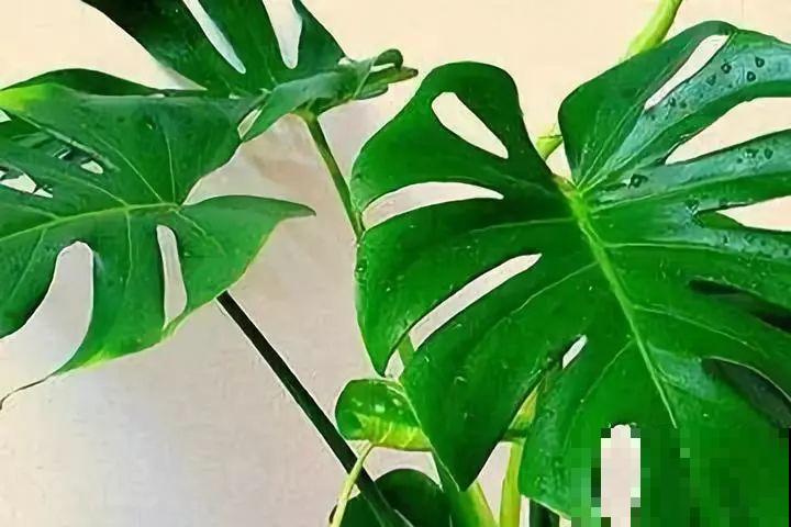 龟背竹盆里插个它，个子能长2米高，叶片油亮不倒伏！