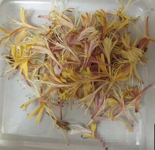 这花好看还好养，揪片花瓣泡茶喝，清热去火解暑气！
