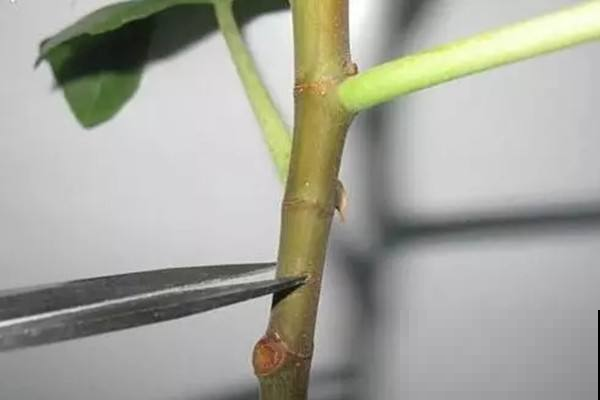 扦插还在用沙子生根水？别瞎忙活了，用点这东西呼呼发白根！