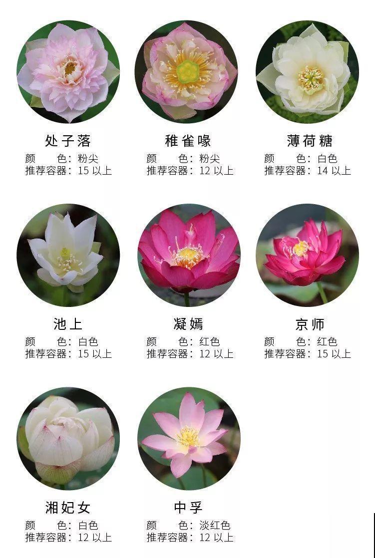 这花爱喝水，一天灌一瓢，三伏天也能开爆盆！
