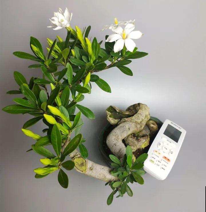 这种月季只有巴掌大小，不生虫病，最适合懒人养！