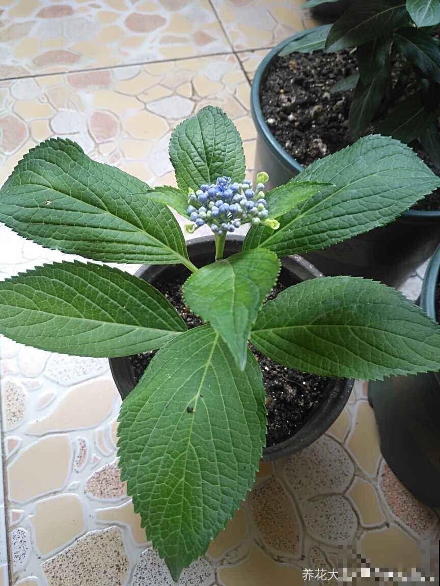 8种夏天扦插花，现在掐枝，下个月有花赏！