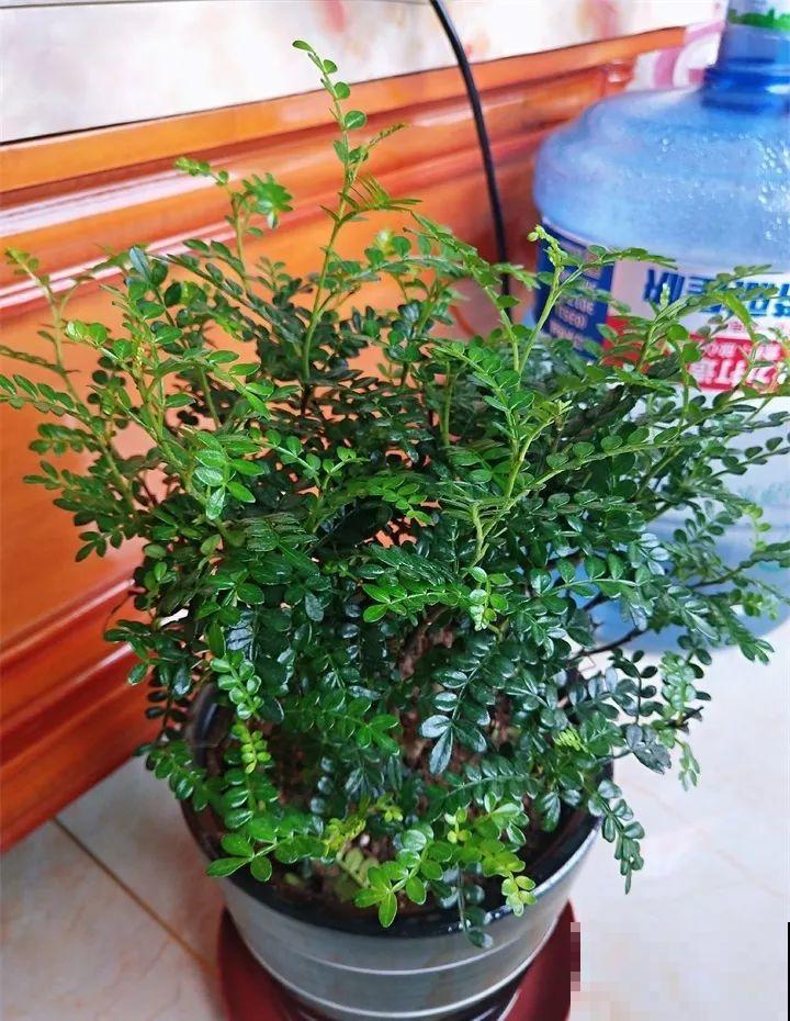 养了两个月的花，竟发现是假的？这些套路还真得摸清楚！
