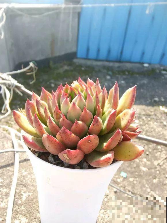 这种系列多肉，颜值高价格也贵，夏天可是“重点保护动物”！