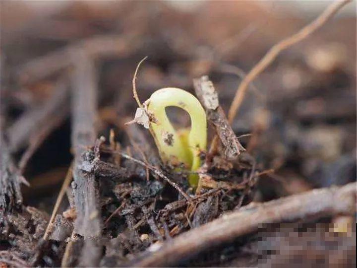 百香果、无花果，自己在家就能种，1根枝结3斤果！