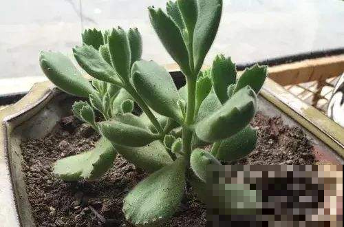 说好的休眠，熊童子长起来就没完没了，几天不见，直接认不出来！