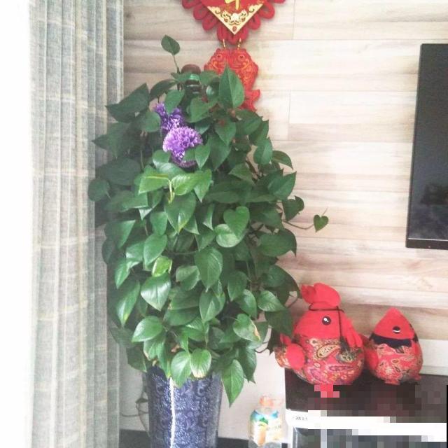 啤酒能不能浇花？这个还真不好说，要看怎么浇水！