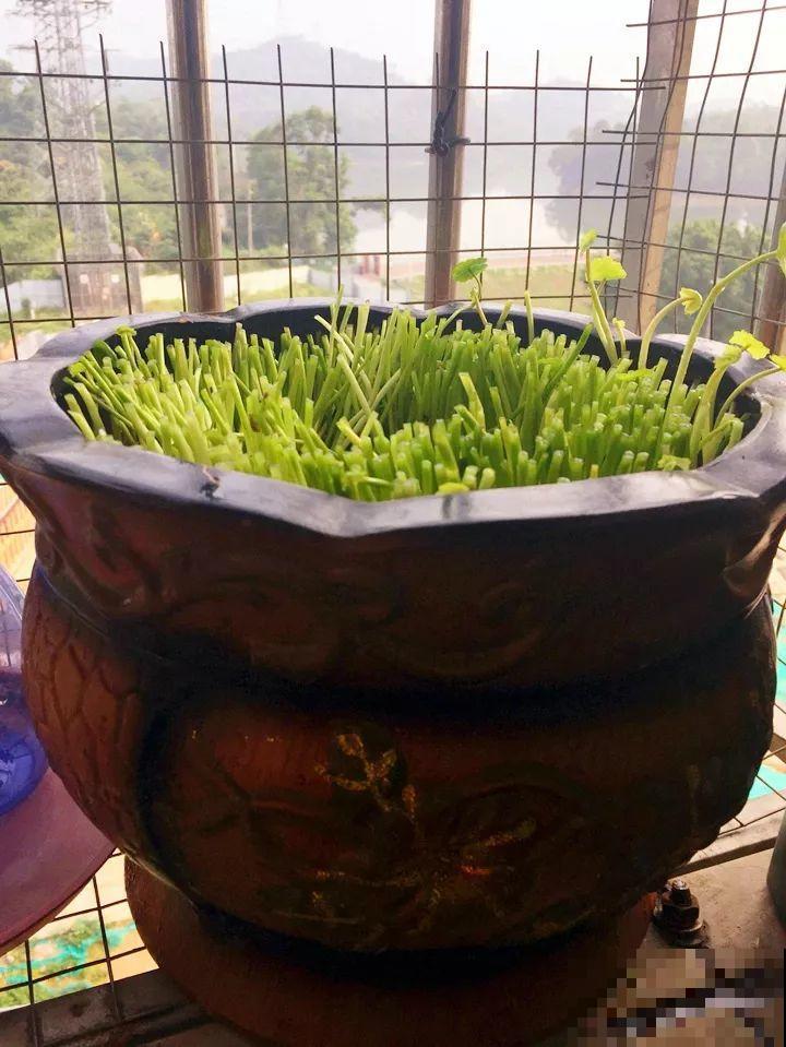 这10种“水桶花”，夏天得用大缸养，越浇水长得越疯狂！
