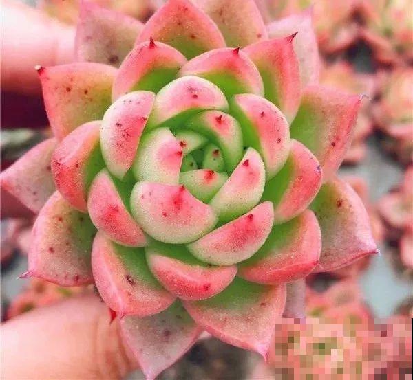 这种系列多肉，颜值高价格也贵，夏天可是“重点保护动物”！
