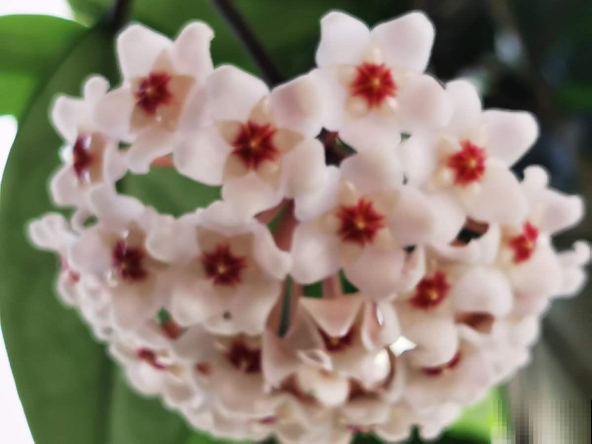 家里没光照，就养一盆球兰，开花满屋香味，叶子健康黑黝黝