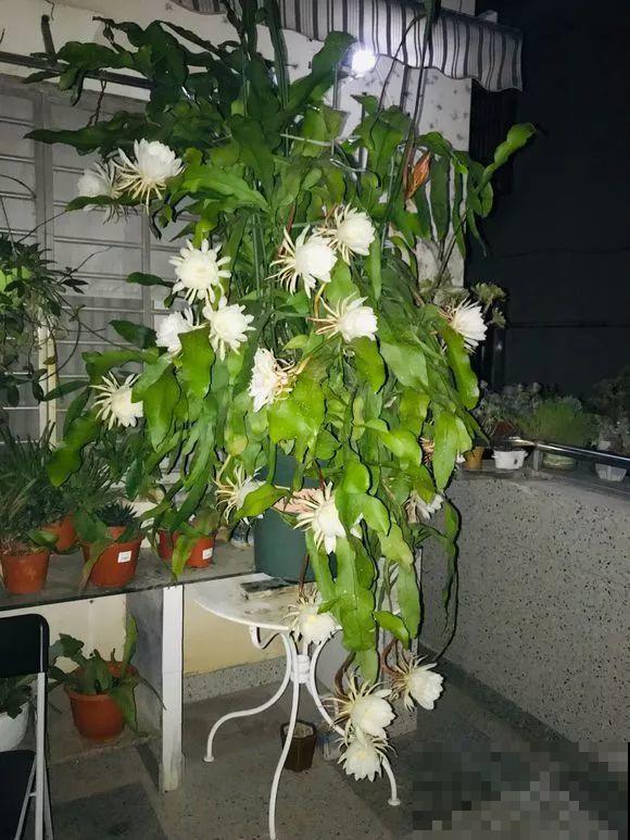 2滴废油倒盆里，花呼呼全开了，半年不用施肥！