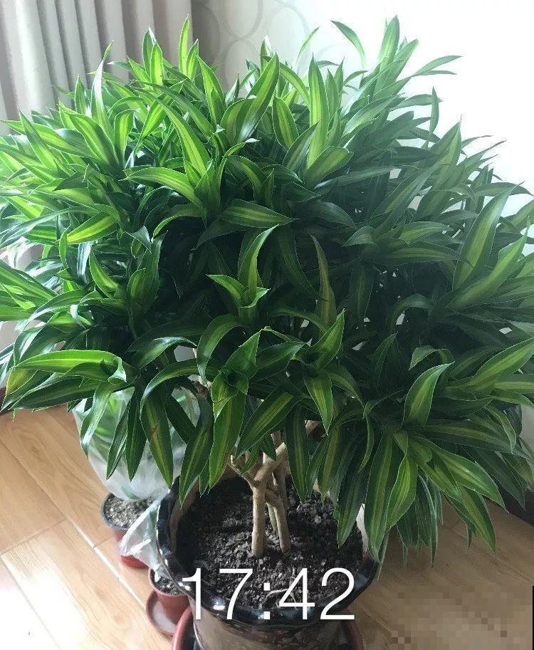 这种富贵竹，花像是荷花一样好看，一开就是2个月！