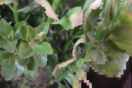 养花还有越矮越稀罕的？长高的都被他扔垃圾堆，原来是这回事！