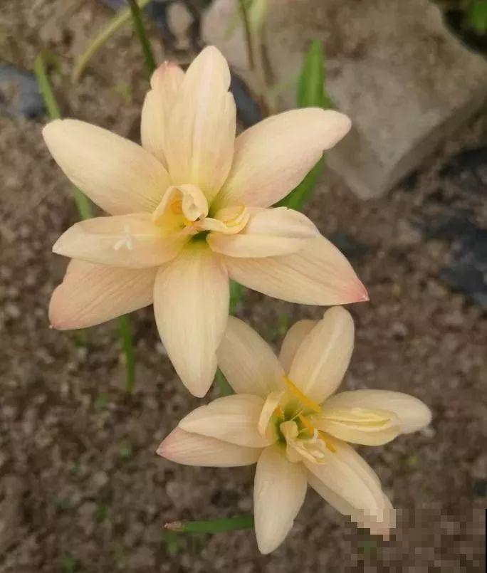 这花特耐晒，40℃高温开出花海，由内而外透露着仙气！