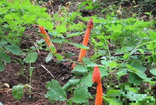 野草里冒出这东西模样怪，一碰黏满手鸡屎味，瞬间臭晕！