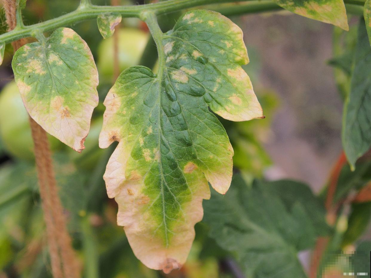 植物炭疽病什么症状