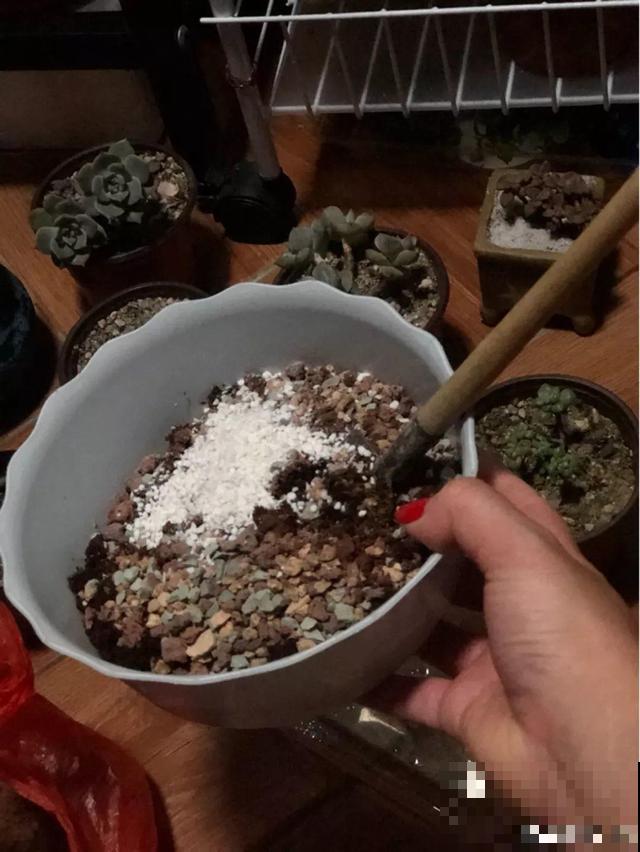 多肉长出胡须根？别急着浇水，说不定是烂根黑腐了！