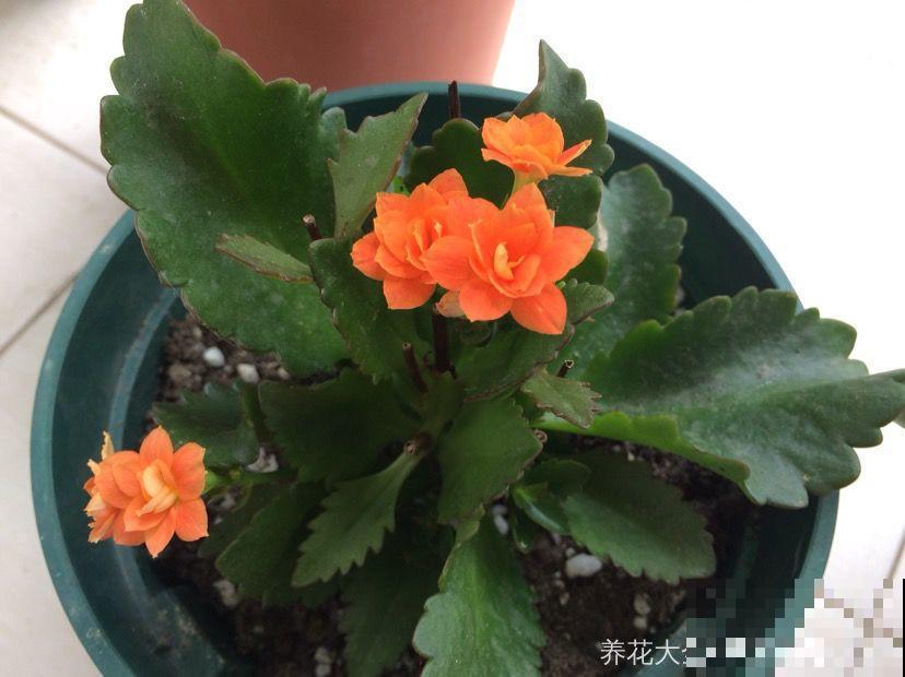 8种夏天扦插花，现在掐枝，下个月有花赏！