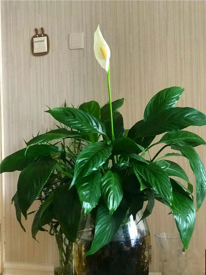 这10种“水桶花”，夏天得用大缸养，越浇水长得越疯狂！