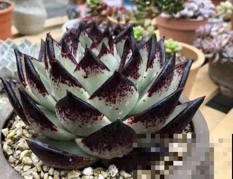 这种系列多肉，颜值高价格也贵，夏天可是“重点保护动物”！