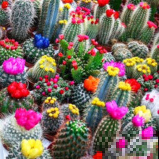 别人家的仙人掌，叶子肥厚还能开花，问题到底出在哪？
