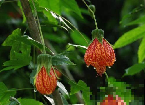 红火喜庆的风铃花，树枝满是红灯笼，这样的花卉还不心动？