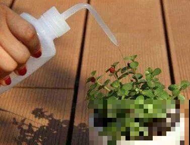 养多肉别用这种土，小心3天叶子掉光，7天只剩空盆！