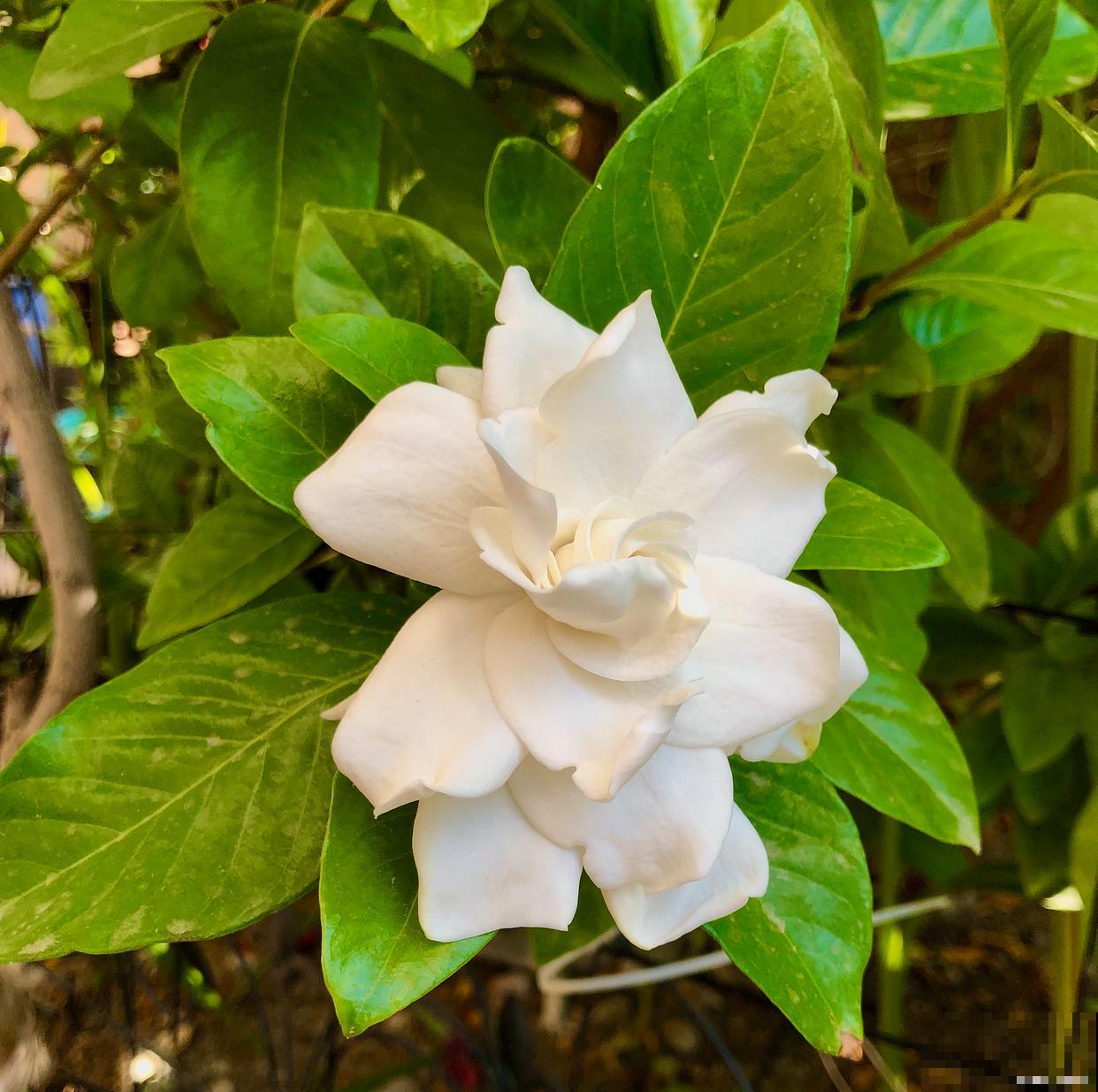 栀子花花苞少怎么办